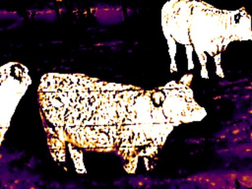 A thermal frame of three cattle, the nearest filling much of the picture with the texture of its coat visible.